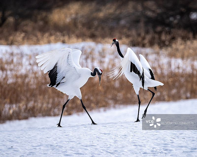 日本丹顶鹤求偶舞图片素材