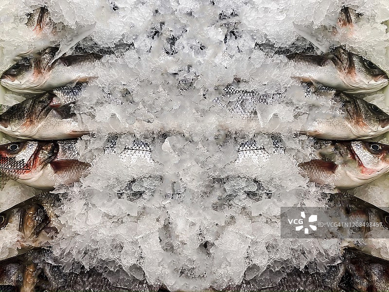 新鲜完整的地中海海鲈鱼图片素材