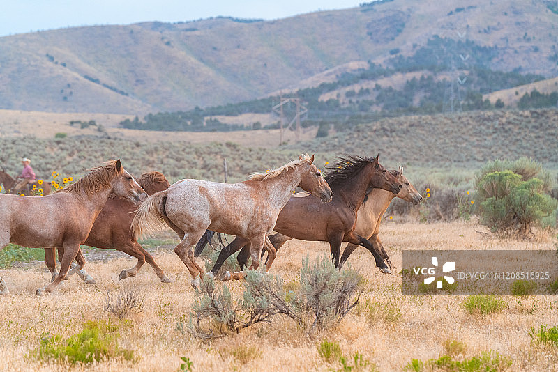 奔跑的野马图片素材