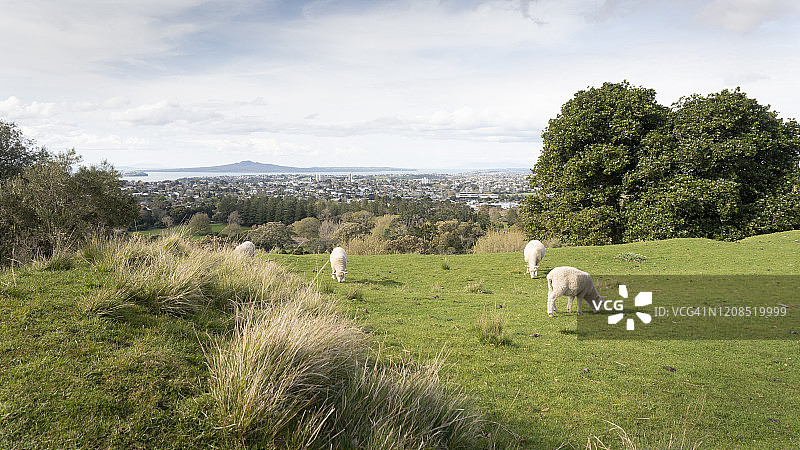 奥克兰一树山绿地上吃草的绵羊，远处是朗伊托托岛图片素材