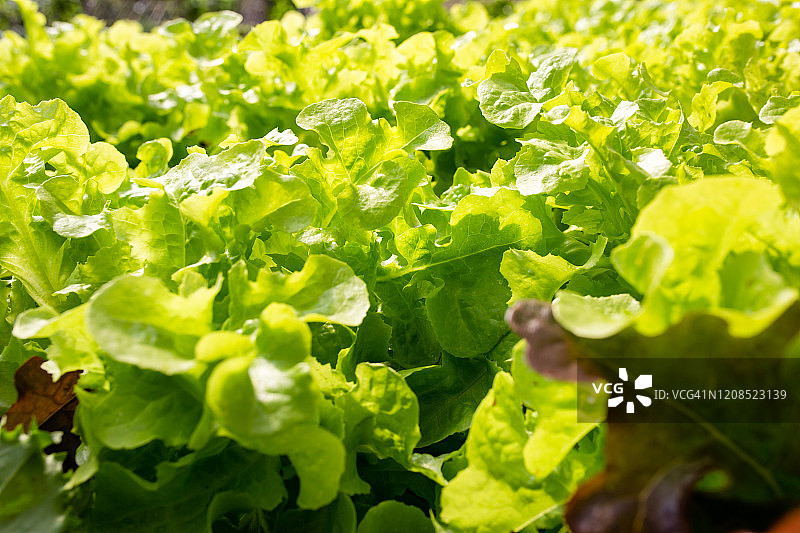 新鲜蔬菜叶子背景图片素材