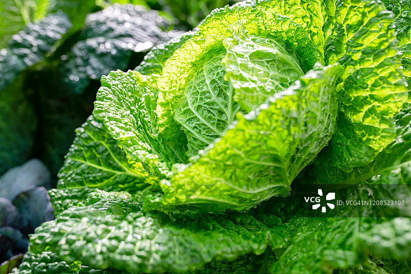 有机农场花园里的卷心菜图片素材