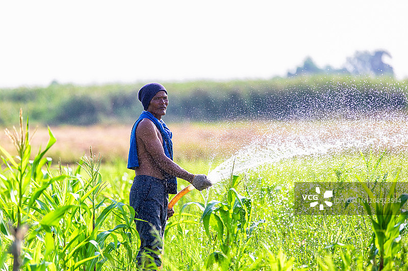 农民在乡下玉米地里浇水图片素材
