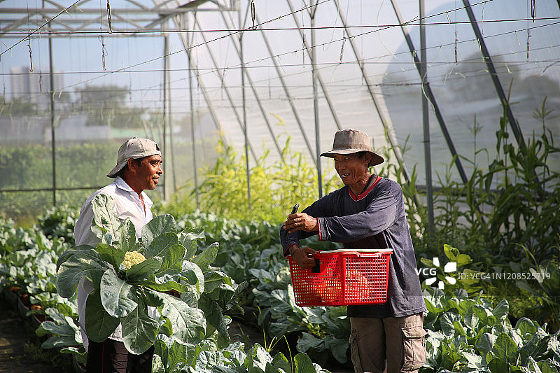 温室种植图片素材