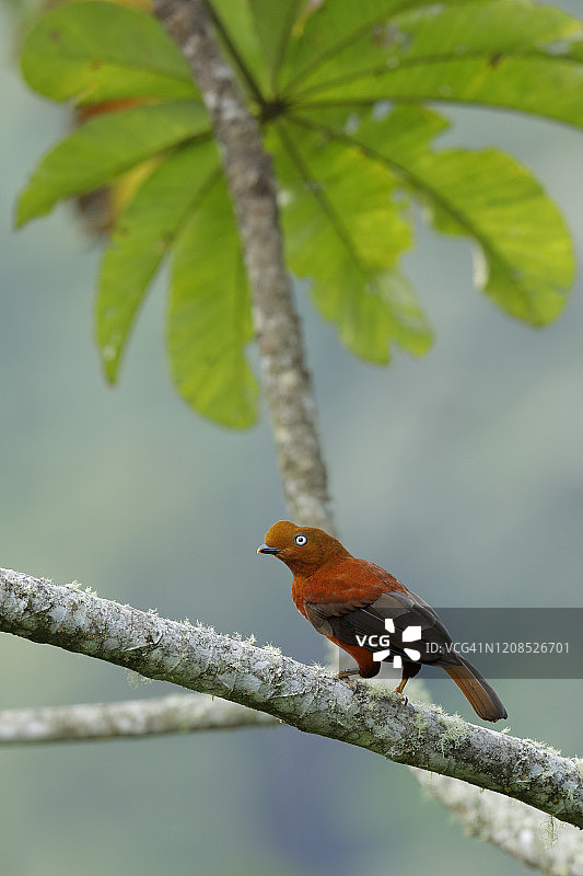 安第斯动冠伞鸟图片素材