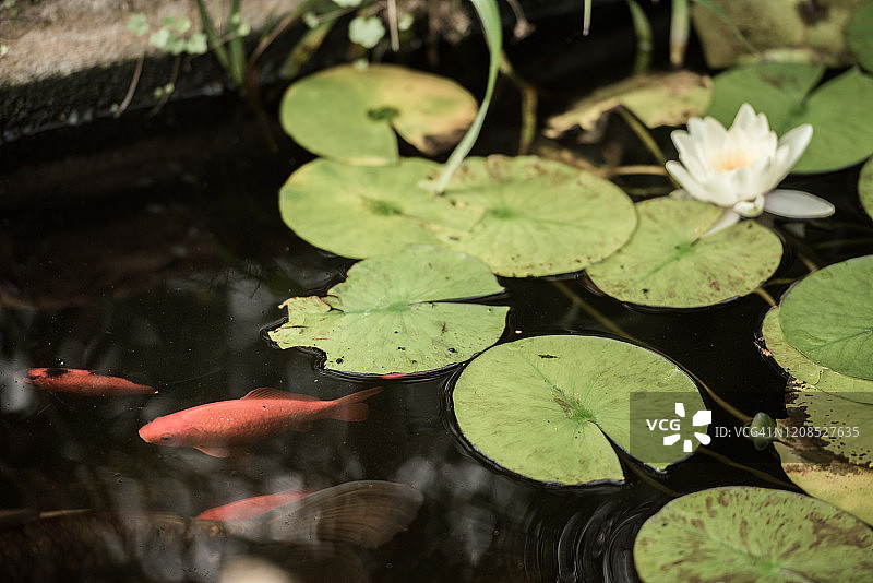 红鱼在池塘的睡莲中游动图片素材