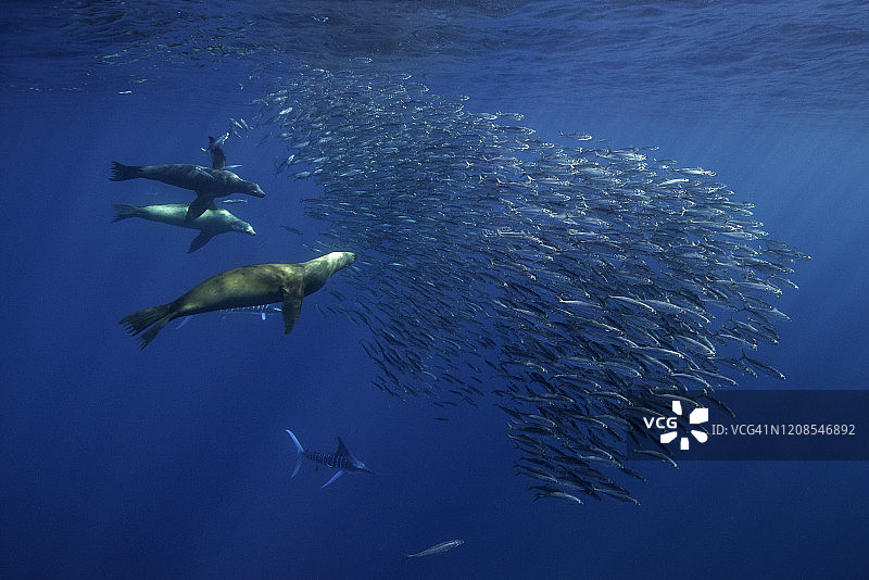 加州海狮和条纹马林鱼在墨西哥下加利福尼亚的太平洋中捕食沙丁鱼图片素材