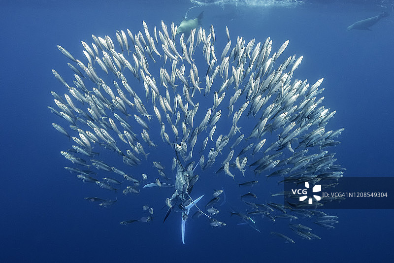 加州海狮和条纹马林鱼在墨西哥下加利福尼亚的太平洋中捕食沙丁鱼图片素材