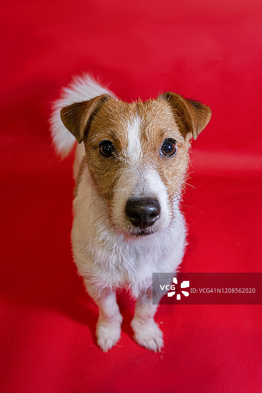 在红色背景下拍摄的杰克罗素梗犬看向镜头的影棚人像图片素材