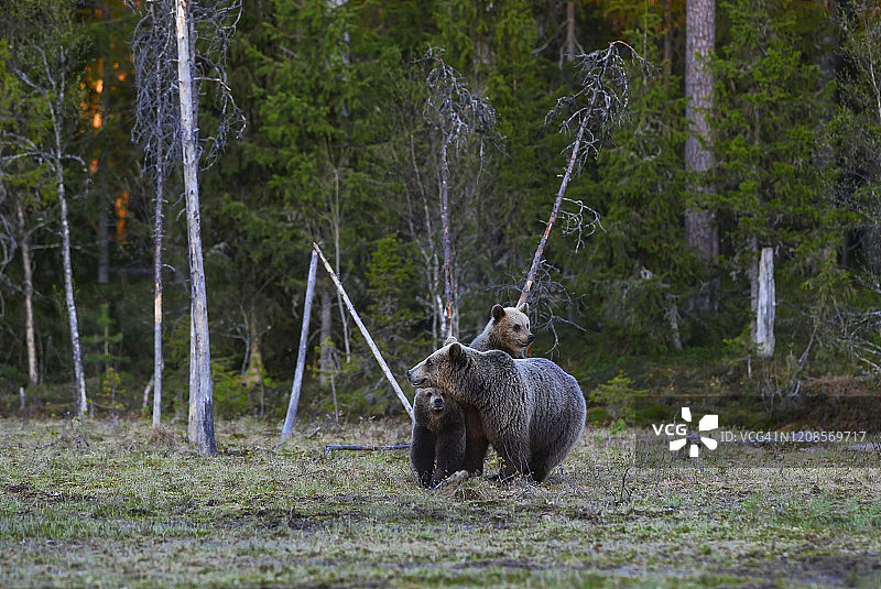 欧亚棕熊母子（欧洲棕熊）图片素材