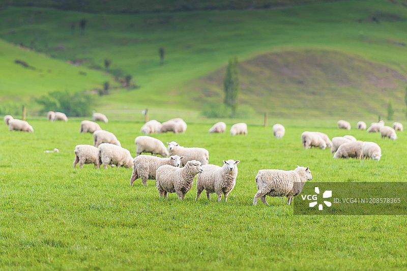新西兰南岛的白色绵羊群，以自然景观为背景图片素材
