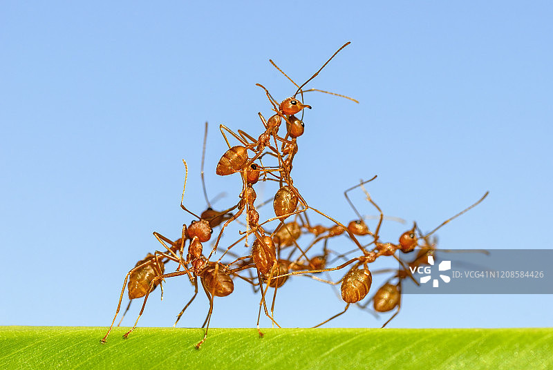 香蕉叶上的一群红蚂蚁图片素材