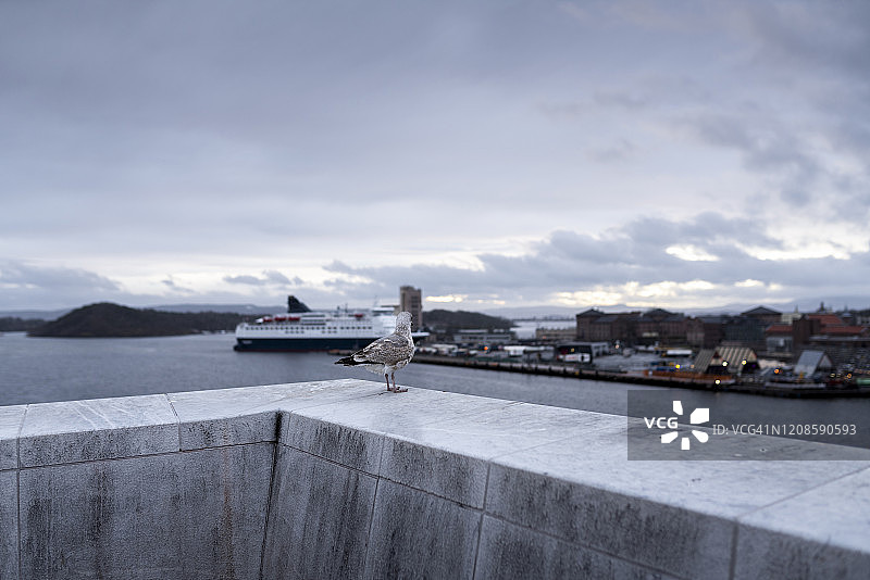 海鸥栖息在挡土墙上图片素材