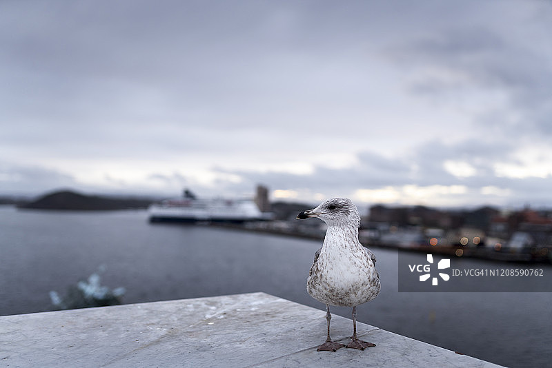 海鸥栖息在挡土墙上图片素材