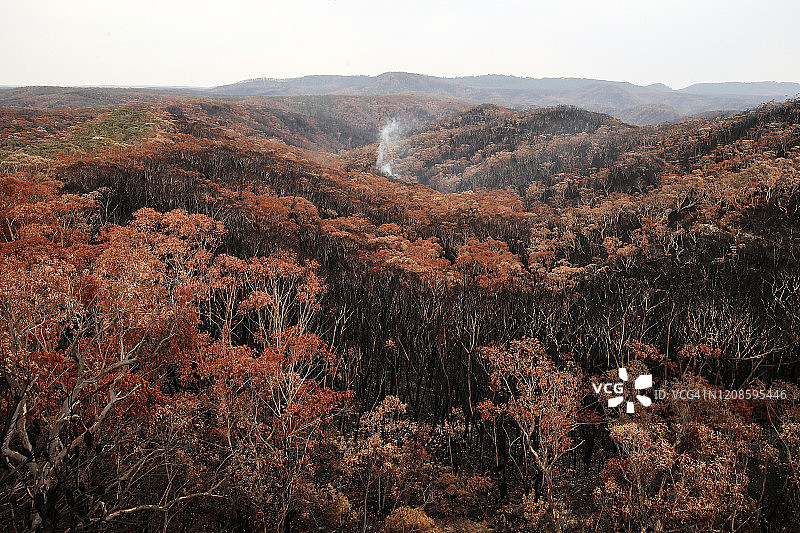 被森林野火摧毁的树木图片素材