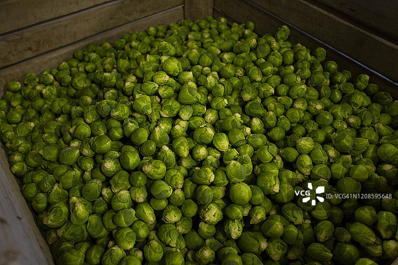 木箱中的球芽甘蓝图片素材
