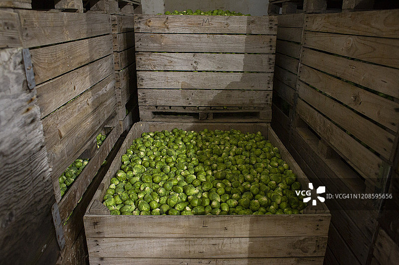 木箱中的球芽甘蓝图片素材
