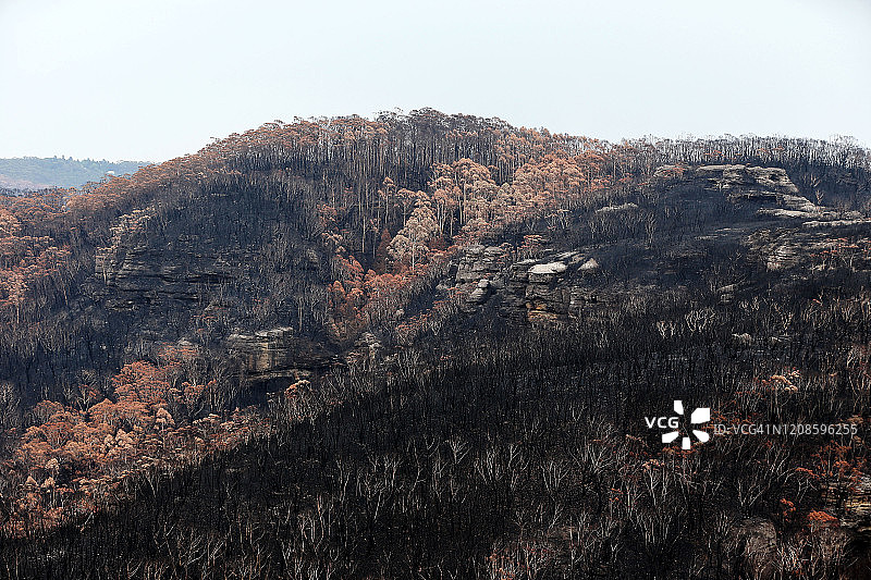 被森林野火摧毁的树木图片素材