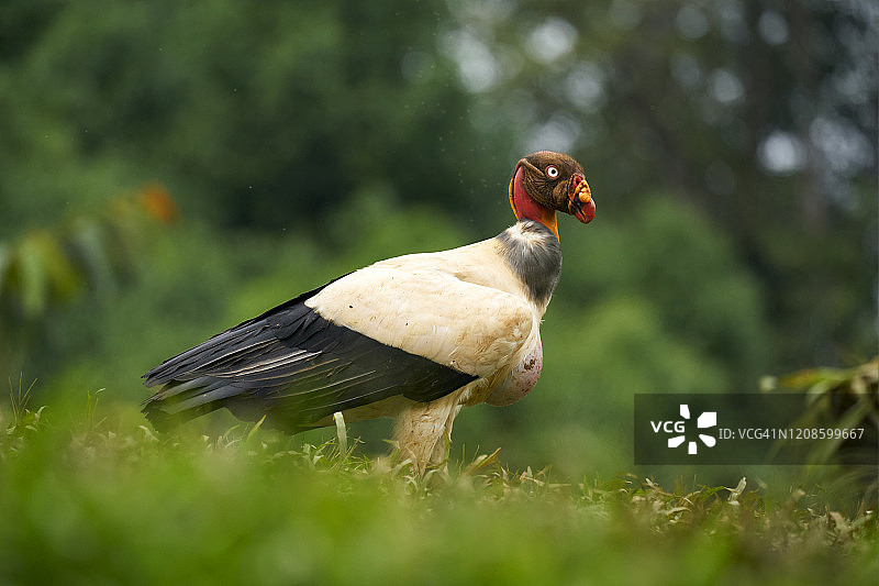秃鹰王图片素材
