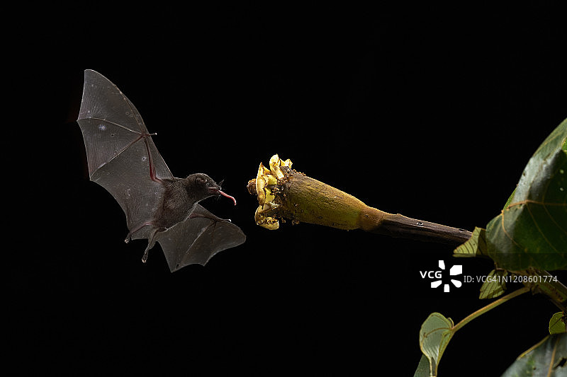 长舌蝙蝠属图片素材
