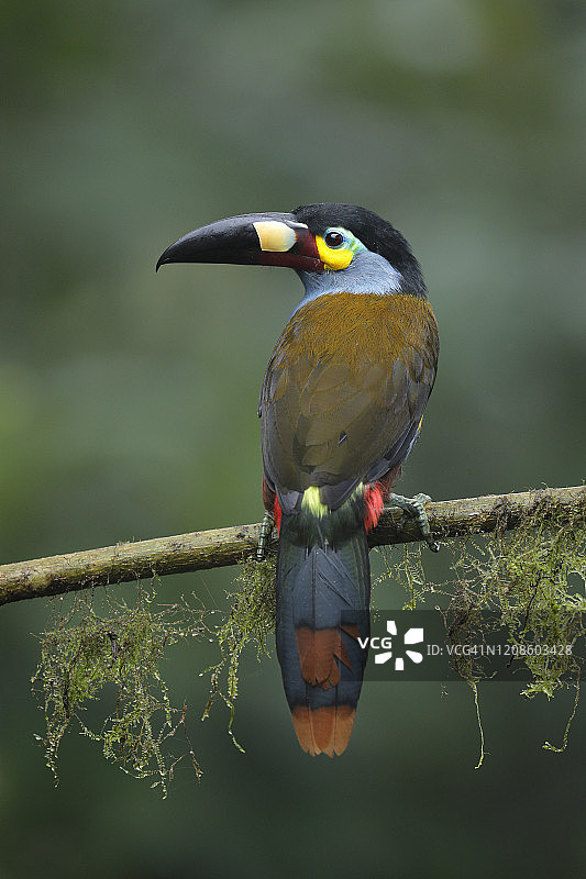 厚嘴山巨嘴鸟图片素材