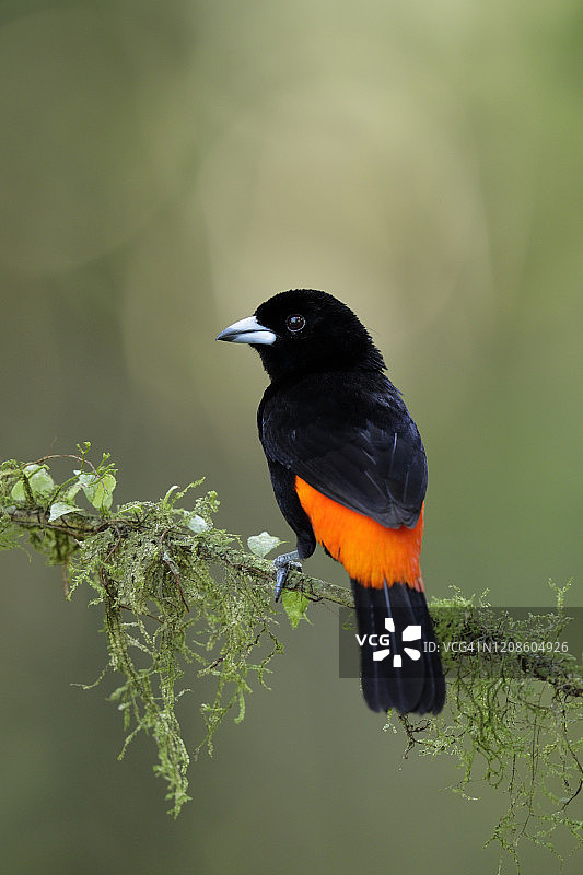 红腰唐纳雀图片素材