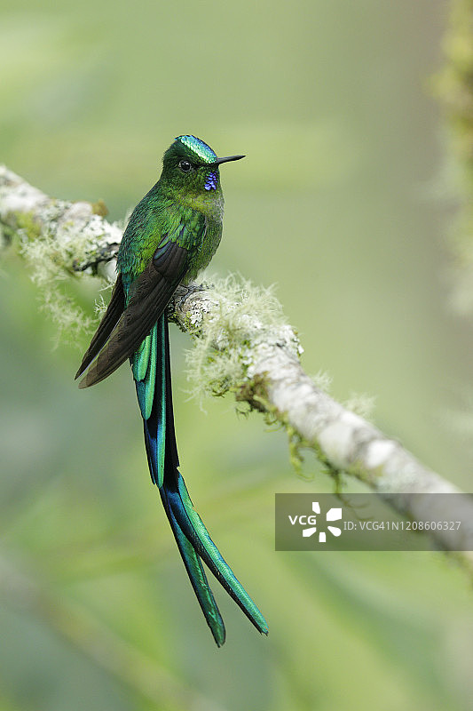 长尾风神蜂鸟图片素材