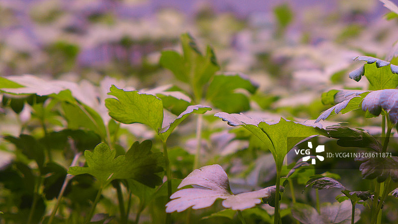 红光灯下生长的香菜图片素材