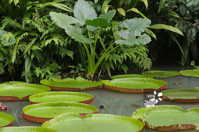 亚马逊森林在Belém城市的心脏，巴西图片素材