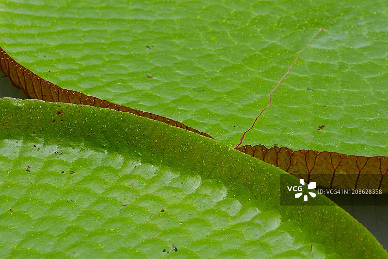 亚马逊森林在Belém城市的心脏，巴西图片素材