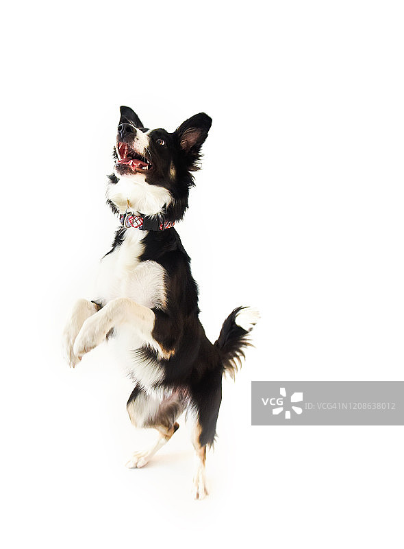 边境牧羊犬跳跃图片素材