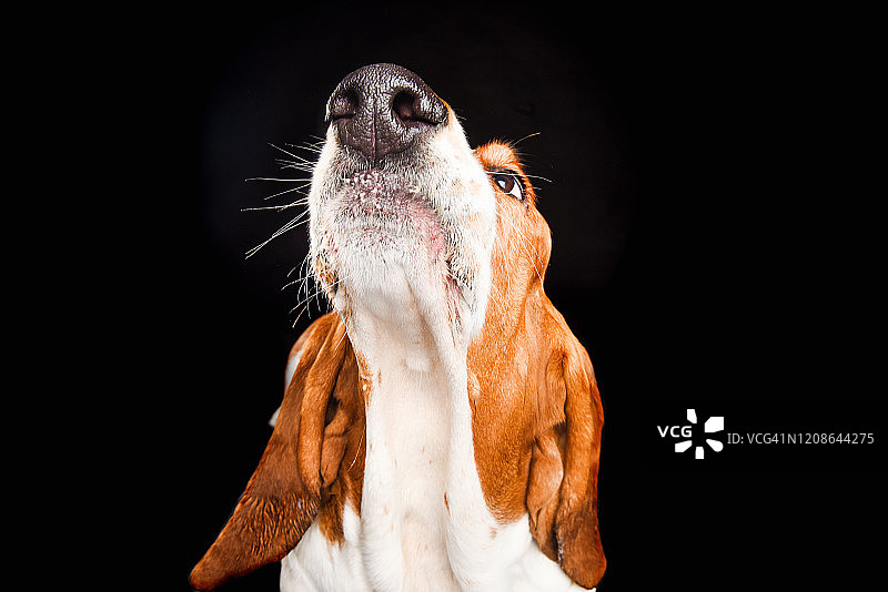 鼻子朝上的巴吉度猎犬图片素材