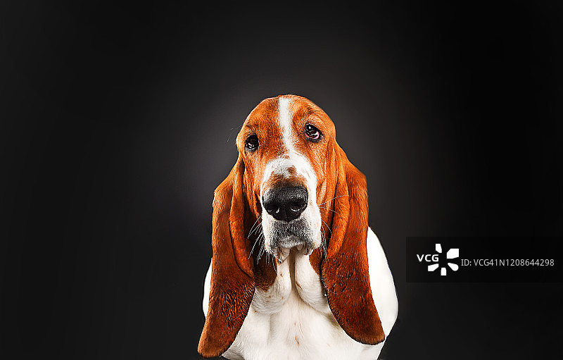 鼻子朝上的巴吉度猎犬图片素材