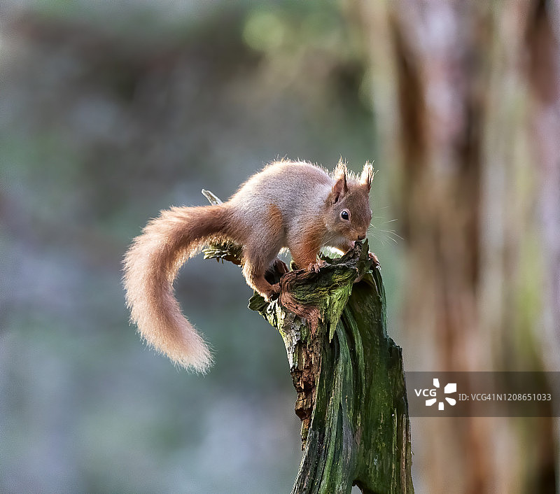 松鼠，在苏格兰凯恩戈姆山的老树桩上图片素材