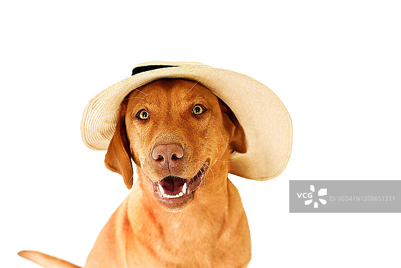 戴太阳帽的红色杜德利拉布拉多犬图片素材