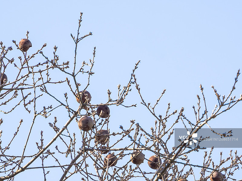 萨拉曼卡 Campo Charro 地区的栎树树枝、叶子和橡瘿图片素材