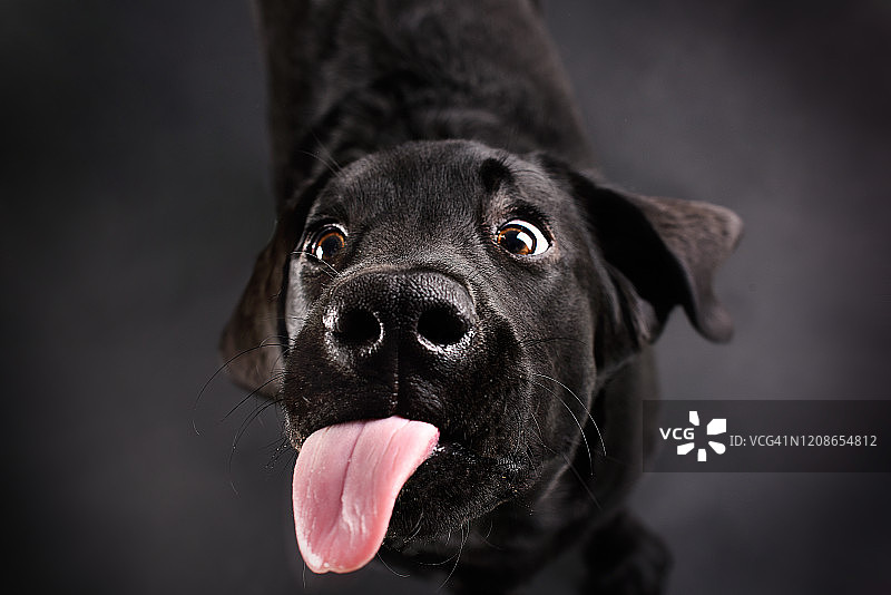 拉布拉多寻回犬幼犬吐着舌头图片素材