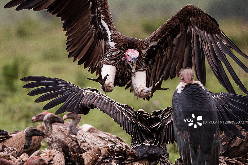 正在寻觅食物的兀鹫图片素材