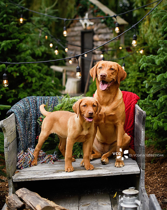 雪橇里看着镜头的红色杜德利实验犬幼犬图片素材