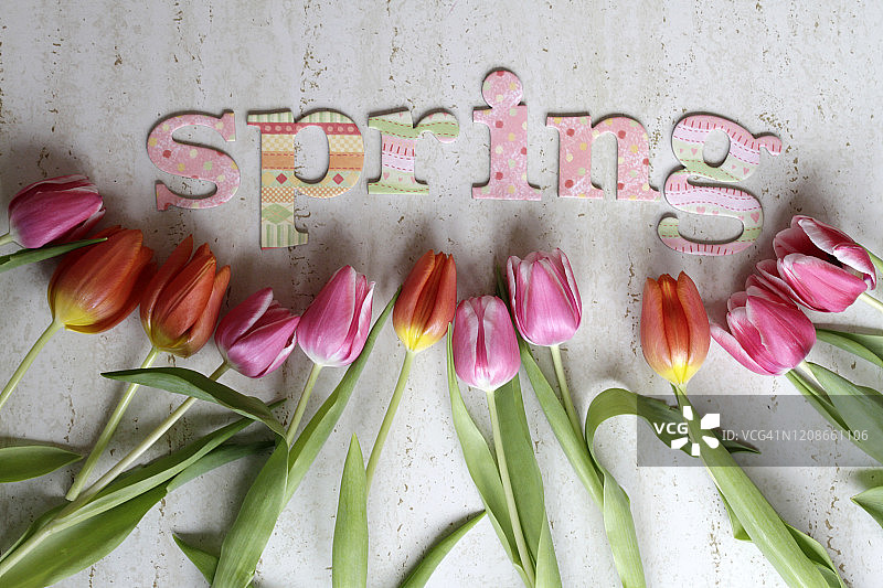 春季文字和彩色郁金香。平铺拍摄图片素材