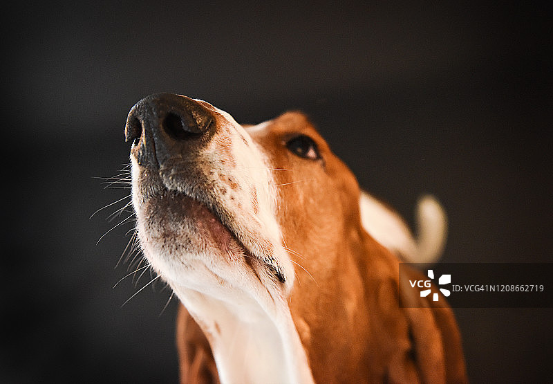 鼻子朝上的巴吉度猎犬图片素材