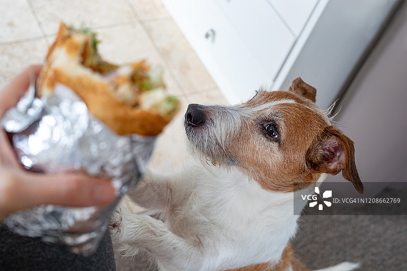 乞求食物的小狗图片素材