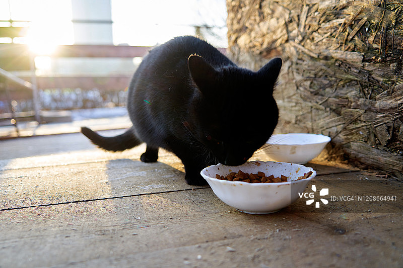黑猫正在吃食盆里的食物图片素材