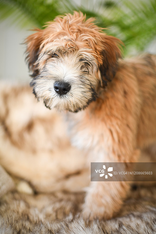 向下看的谢普图片素材