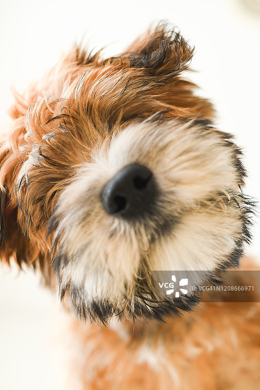 向下看的谢普图片素材