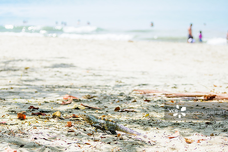 黑棘尾鬣蜥图片素材