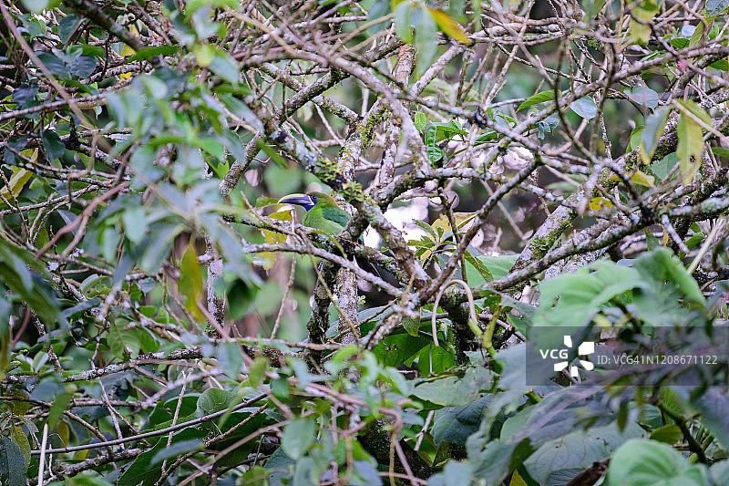 绿咬鹃图片素材