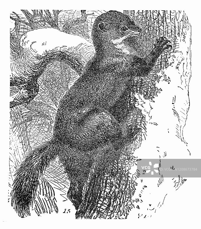 貂 - 食肉动物的古老雕刻插图。1894年出版的流行百科全书中的古董插图。该艺术品的版权已过期图片素材