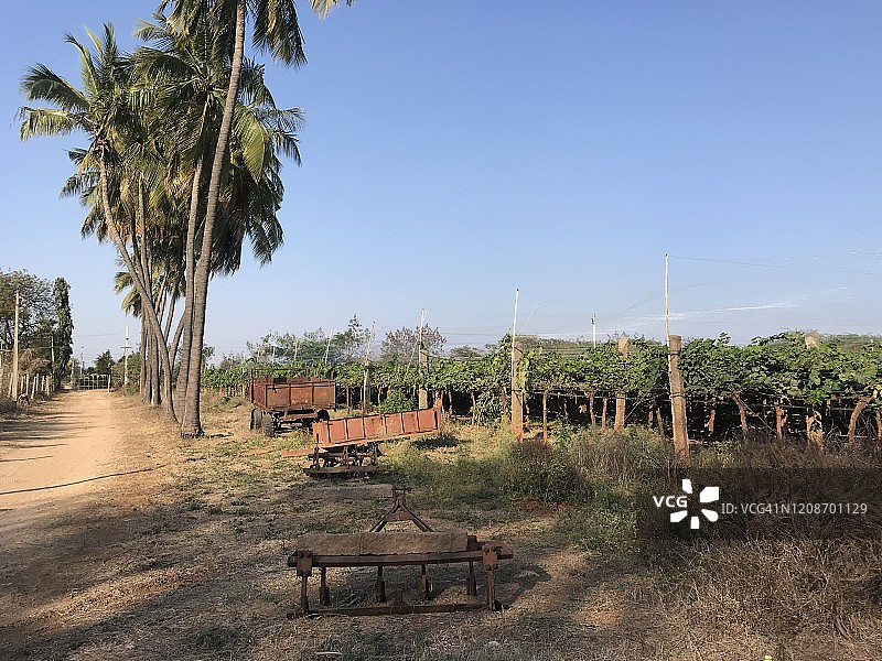 印度葡萄园图片素材