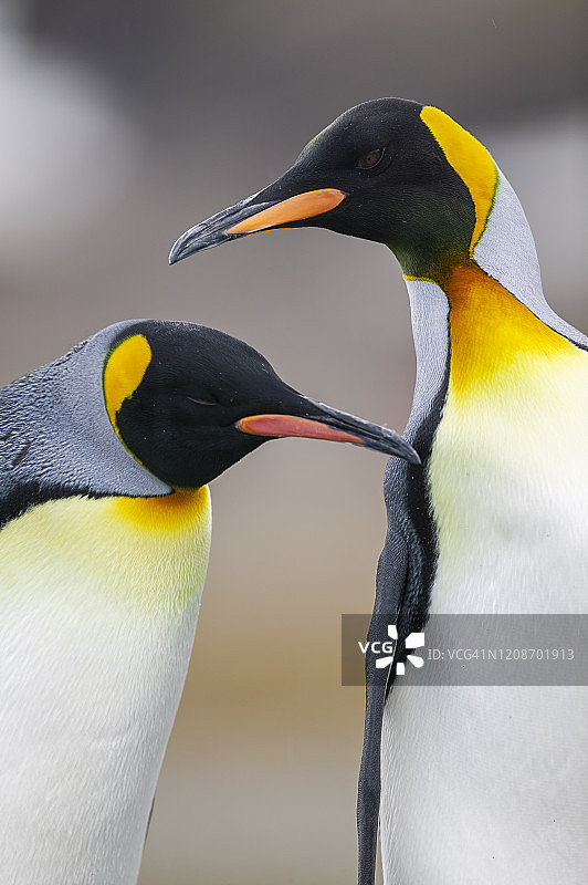 王企鹅图片素材